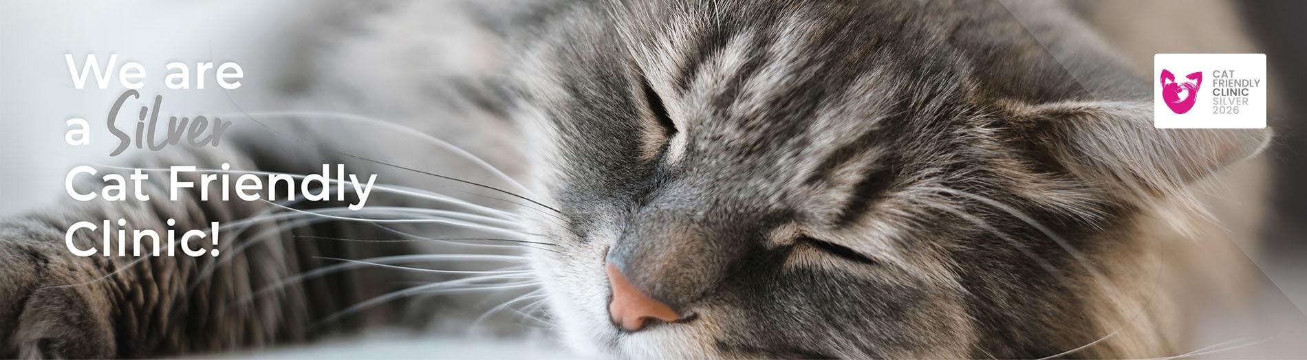 Cat Friendly Clinic | Silver Level Accredited | Blythwood Vets