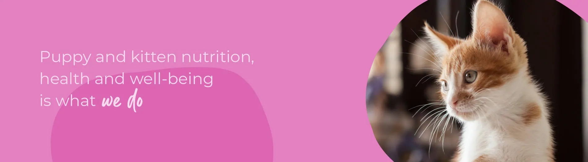 Start of Life for Your Puppy or Kitten | Blythwood Vets