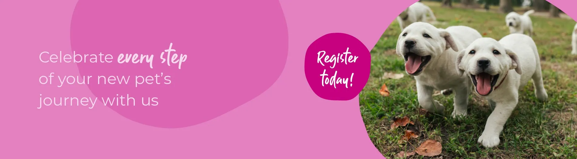 Start of Life for Your Puppy or Kitten | Blythwood Vets