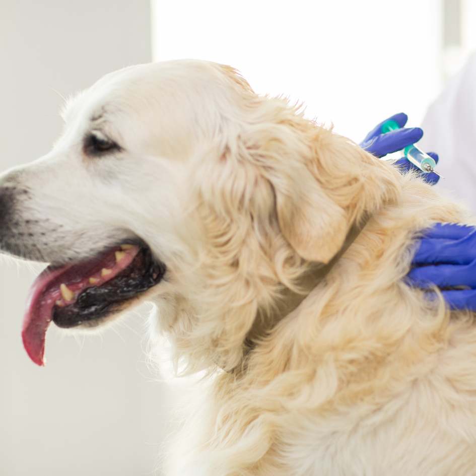 Get the appropriate dog vaccinations near you in North London with Blythwood vets