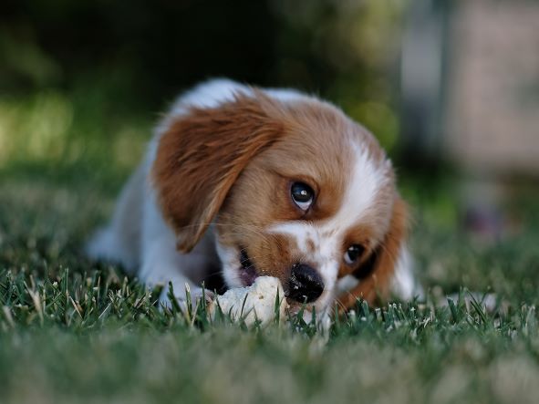 Blythwood Vets can provide puppy vaccinations near you