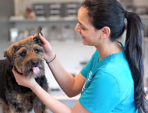 pet vaccination near me services at Blythwood