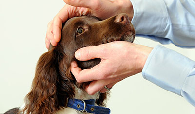 Parasite protection offer - dog vaccination