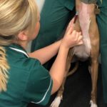 Ray having some bloods taken to ensure he is in tip top health