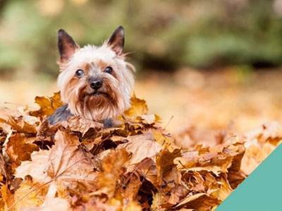 Autumn dog in leaves