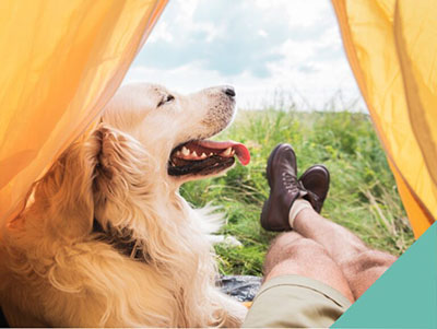 Golden retriever camping