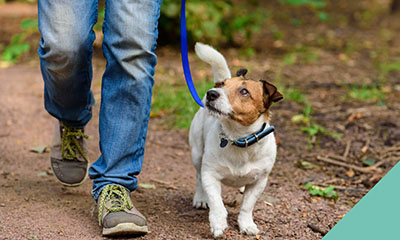 Jack Russell walking on the lead