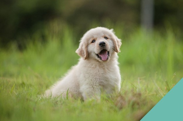 happy Labrador puppy