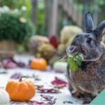 A rabbit munching on a leaf