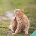 A ginger cat scratching himself outdoors
