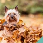A dog playing in autumn leaves