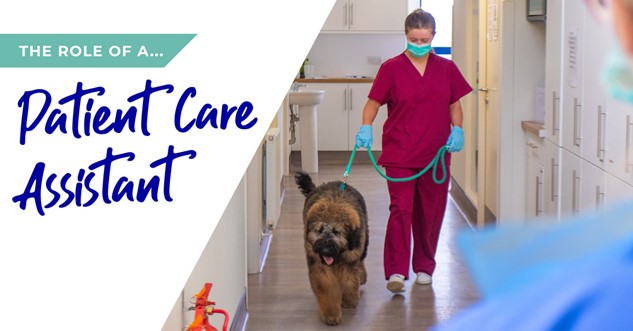 An infographic with a Patient Care Assistant walking a dog