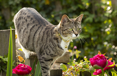 how to protect your pets from Lily Poisoning at Blythwood Vets