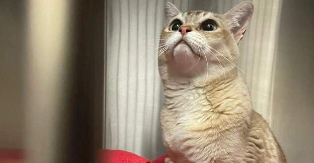 blythwood vets in hertfordshire save cats life after swallowing a mouse toy