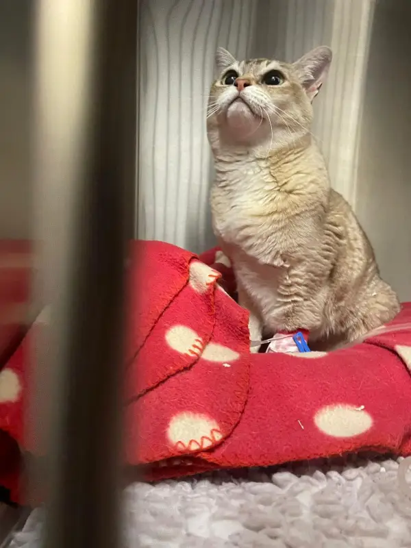 A cat sat on blanket being treated