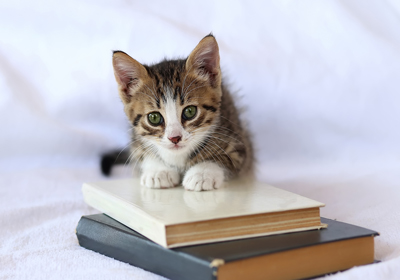 A kitten sitting on top of a pile of books
