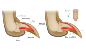An infographic showing the biology of a dog's claws